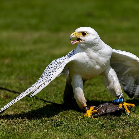 Trained gyrfalcon